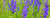 Skullcap
