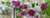 Burdock