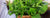 Lemon Balm