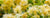 Linden/Lime Flower