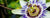 Passion Flower