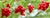 Schisandra